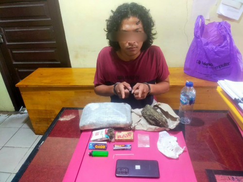 Ciduk Pengedar Narkoba di Siak Hulu, Polisi Amankan Ratusan Gram Ganja Kering