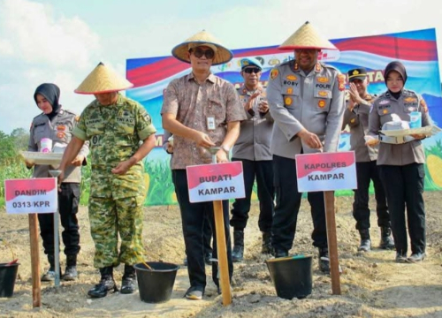 Genjot Produksi Jagung Kuartal I 2026, Ini Strategi Pemkab Kampar Dukung Pangan Nasional