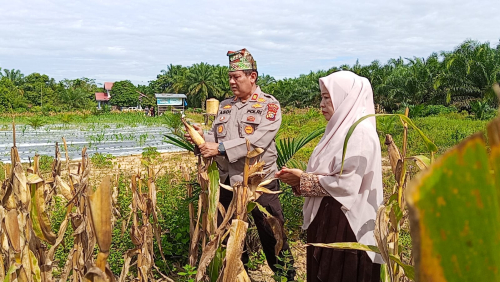 Kapolsek Kampar Panen 500 Kilogram Jagung, Wujud Nyata Dukungan Ketahanan Pangan di Desa Sendayan