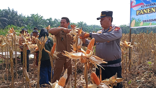 Polsek Kampar Panen 6 Ton Jagung, Wujud Nyata Swasembada Pangan 2026