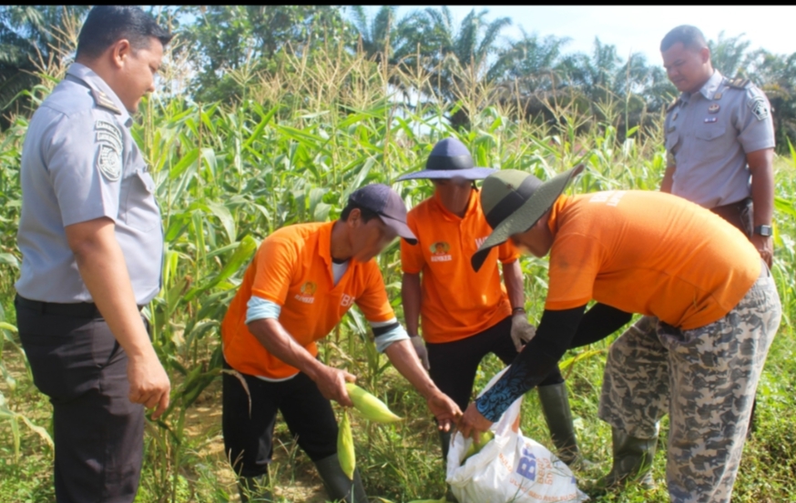 Sukses Panen Jagung Hibrida, Bukti Keterampilan Pertanian Warga Binaan Meningkat