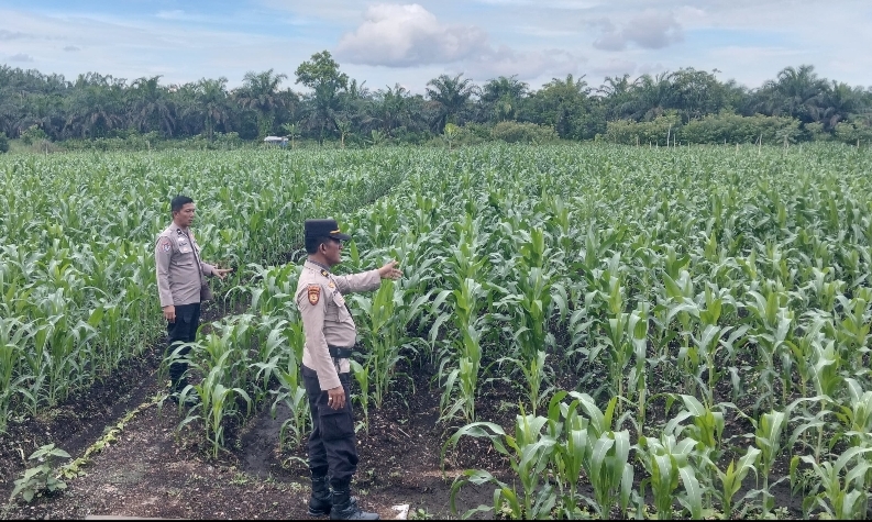 Kapolsek Kampar Tinjau Progres Lahan Jagung Program Asta Cita di Desa Kayu Aro