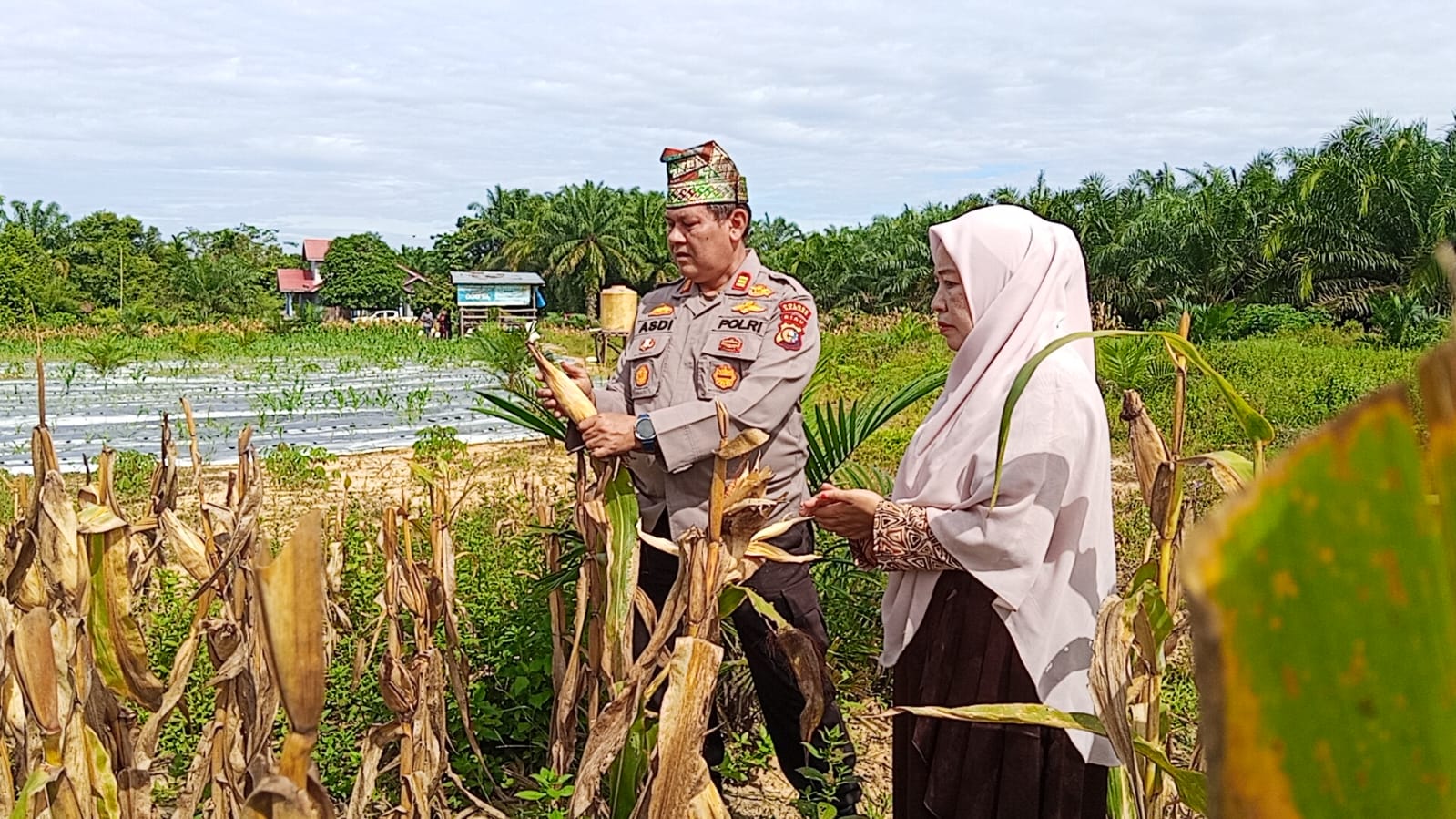 Kapolsek Kampar Panen 500 Kilogram Jagung, Wujud Nyata Dukungan Ketahanan Pangan di Desa Sendayan